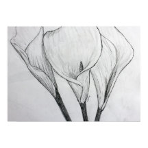 Calla Lily Pencil Sketch Drach Impressão