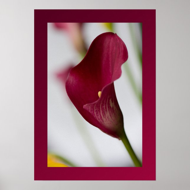 Calla Lily Poster (Frente)