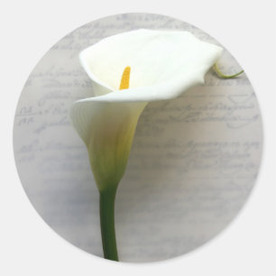 calla Lily sobre adesivos rodando de mão