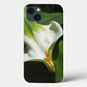 Calla Lily, Zantedeschia