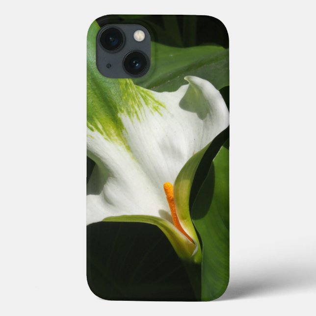 Calla Lily, Zantedeschia (Verso)