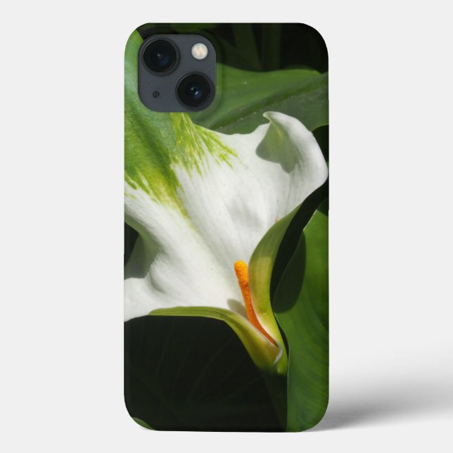 Calla Lily, Zantedeschia (Verso)