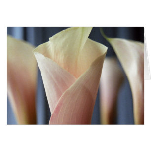 Calla White Calla Lily - Cartões de saudação