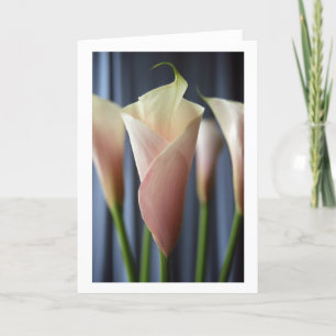 Calla White Calla Lily - Cartões de saudação