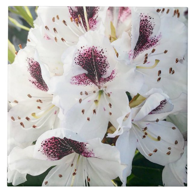 Calsap Rhododendrons (Frente)