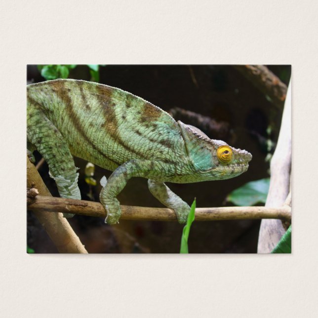 Calumma Parsonii (Frente)