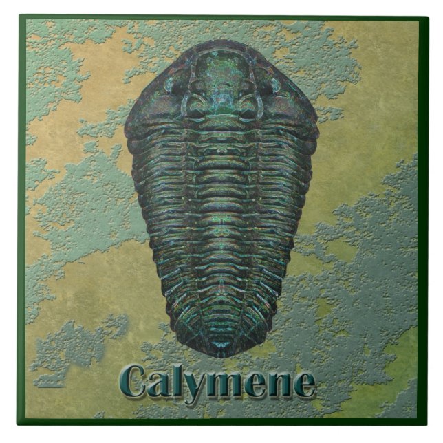 Calymene Niagarensis Fóssil Trilobite (Frente)