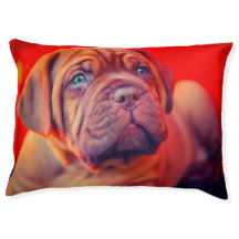 Cão Mastiff.