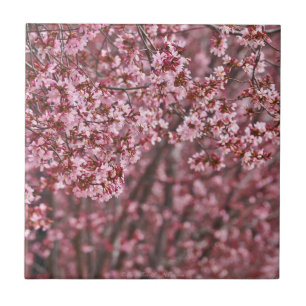 Camadas de Blossoms de Cerejeira Japonesa Rosa em