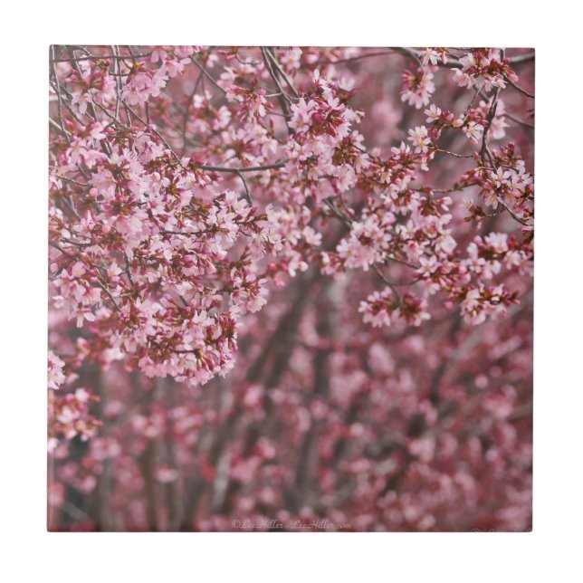 Camadas de Blossoms de Cerejeira Japonesa Rosa em  (Frente)