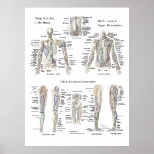 Camadas profundas do poster da anatomia do múscul