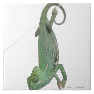 Camaleão encoberto novo, calyptratus do Chamaeleo
