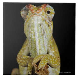 Camaleão Jewelled, ou camaleão de Campan