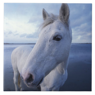 Camargue Horse