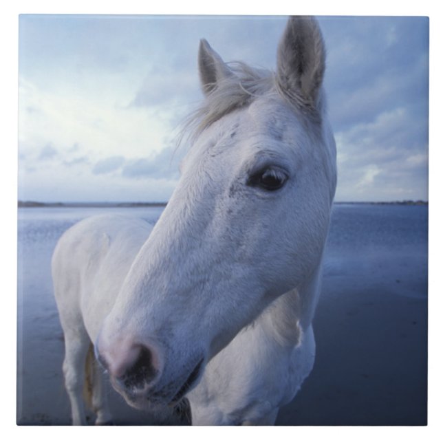 Camargue Horse (Frente)