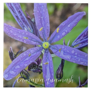 Camas Azul Comum Floral