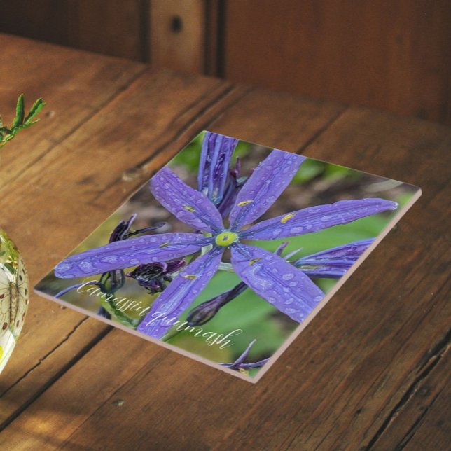 Camas Azul Comum Floral (In Situ)