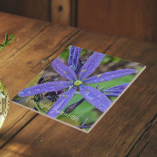 Camassia Azul Comum Floral