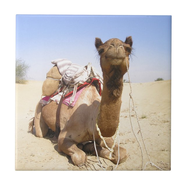 Camel Desert Médio Oriente Paz Amor Natureza Desti (Frente)