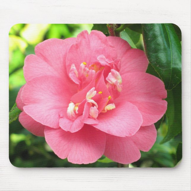 Camélia cor-de-rosa Mousepad (Frente)