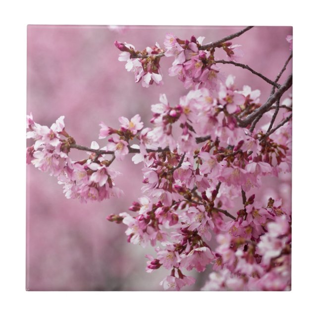 Camélias Sakura Camadas Rosa Pastel (Frente)