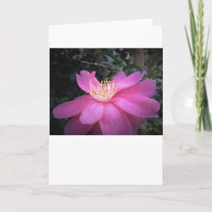 Camellia, cartão