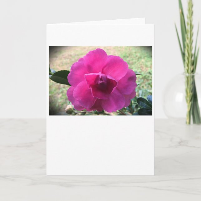 Camellia, cartão (Frente)