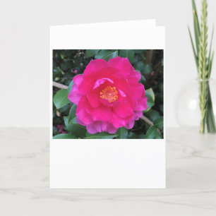 Camellia, cartão