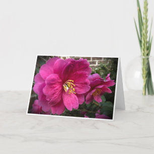 Camellia, cartão