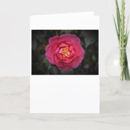 Camellia, cartão
