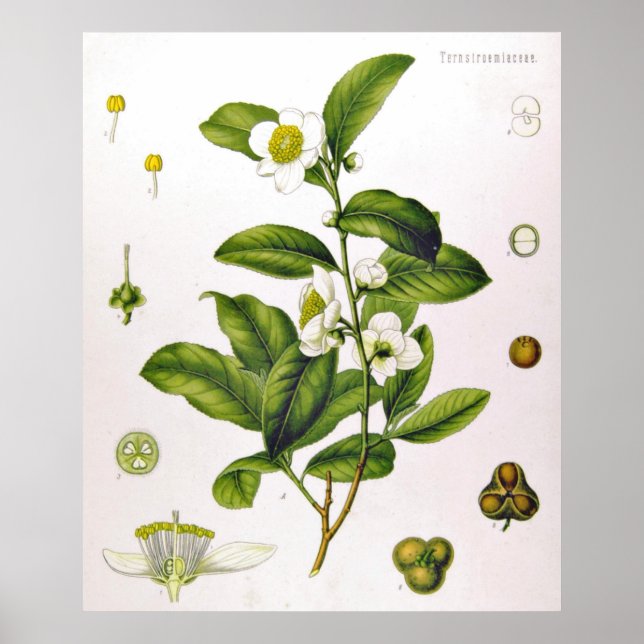 Camellia Sinensis Thea Sinensis Tea Tree Poster (Frente)