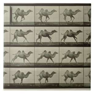 Camelo, placa "da locomoção animal", 1887 (b/W.P