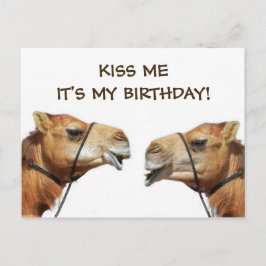 Camelos Beijando Cartão Postal Engraçado