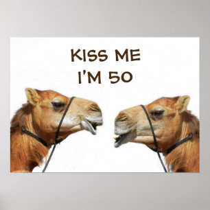 Camelos Beijando Poster