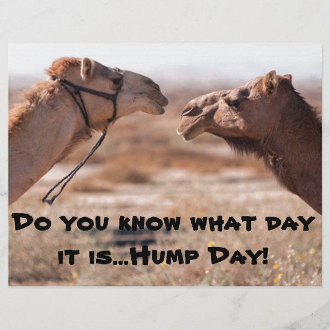 Camelos Hump Day (Frente)