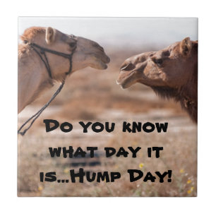 Camelos Hump Day