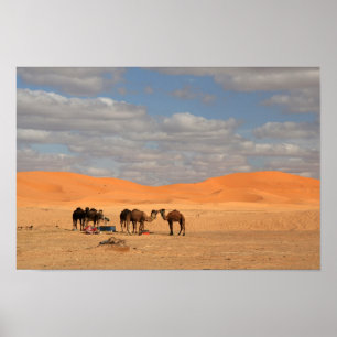 Camelos no deserto do Sara Poster