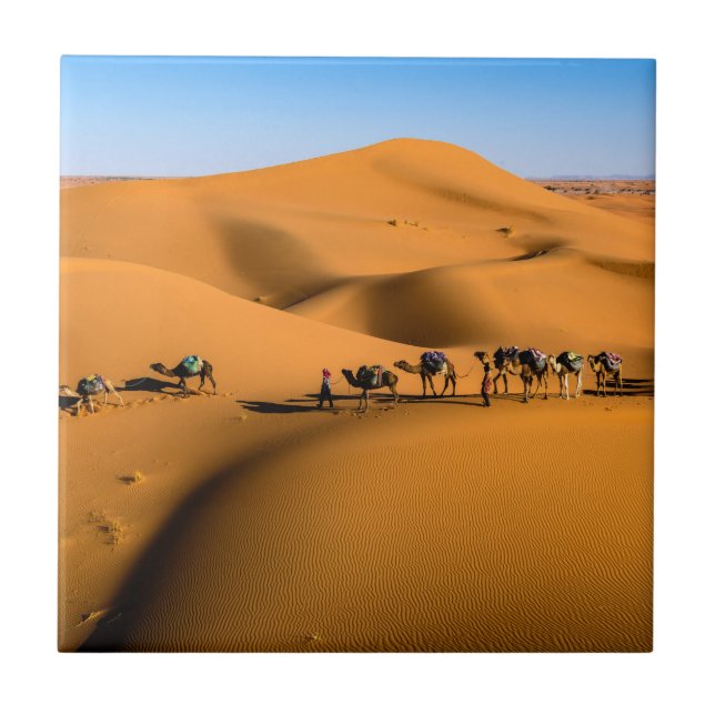 camelos no deserto sob céu azul (Frente)