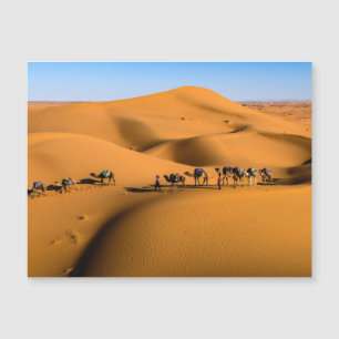 camelos no deserto sob céu azul