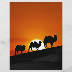 Camelos no pôr do sol