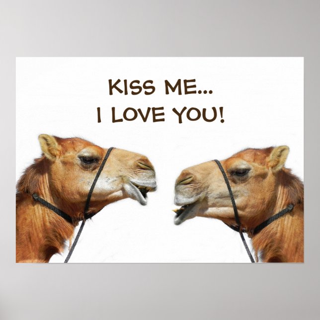 Camels beijando Poster engraçado (Frente)