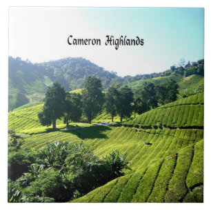 Cameron Highlands, Tea Plantation, Malásia