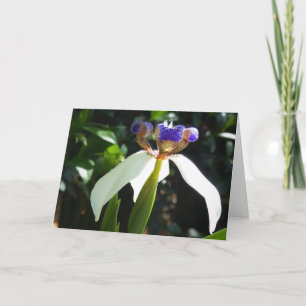 "Caminhando Iris 2." Cartão