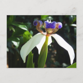 "Caminhando Iris 2." Cartão Postal