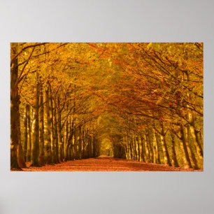 Caminho caminhando pela floresta na poster do outo