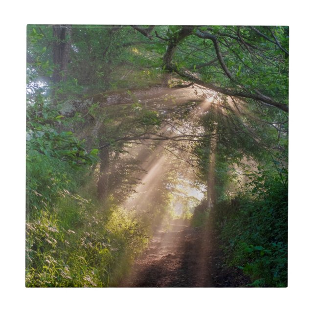 Caminho da Floresta (Frente)