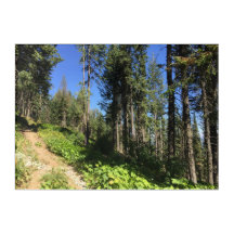 Caminho da Floresta no Mt Spokane, Arte acrílica d