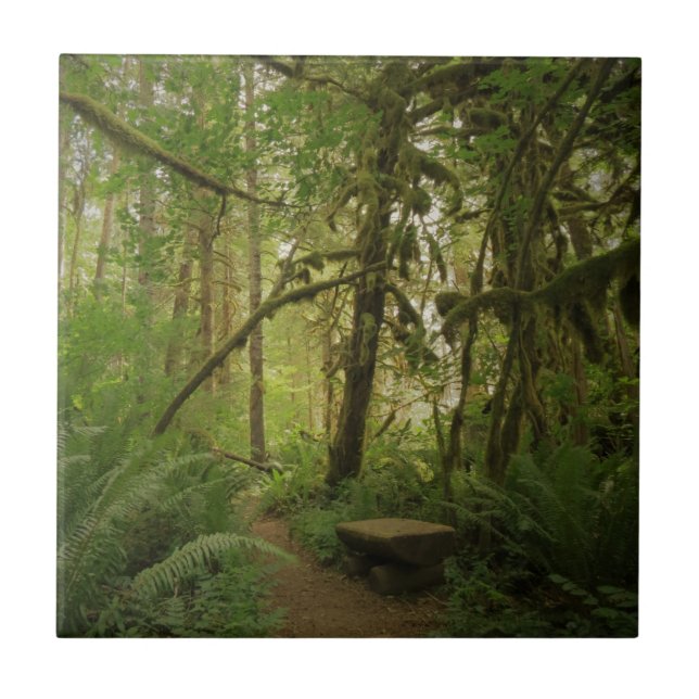 Caminho da Floresta Verde Pacífica em Washington (Frente)