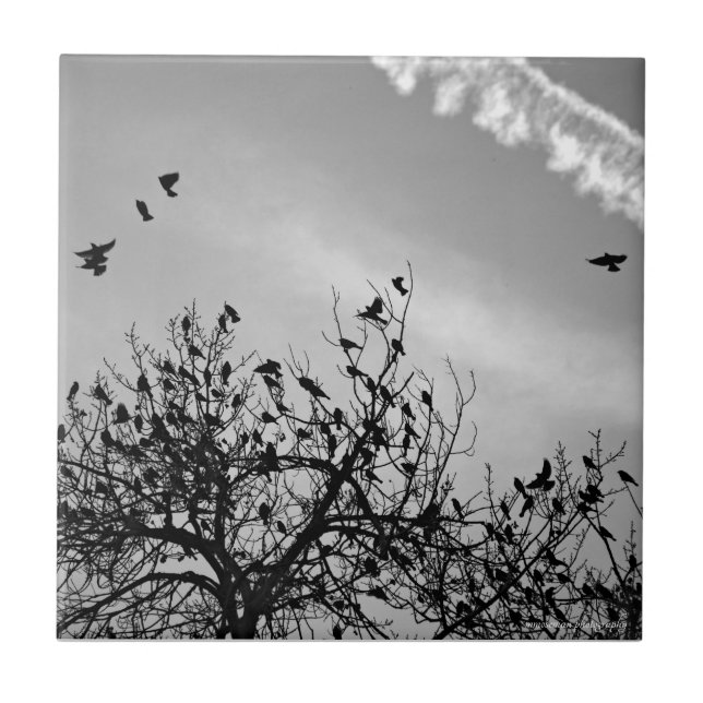 Caminho de Voo (Frente)