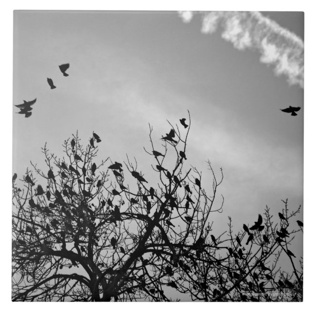 Caminho de Voo (Frente)